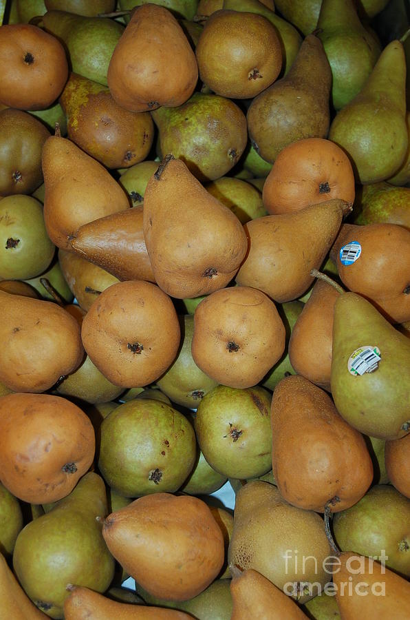 Bosch pears Photograph by Mia Alexander
