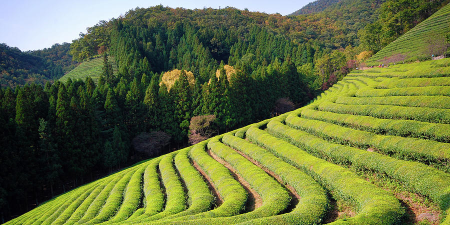 Boseong Tea Garden Photograph by Ng Hock How - Fine Art America