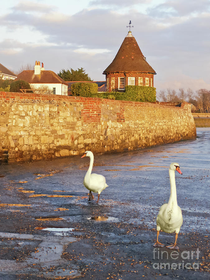 Bosham Swans Out for a Stroll Photograph by Terri Waters