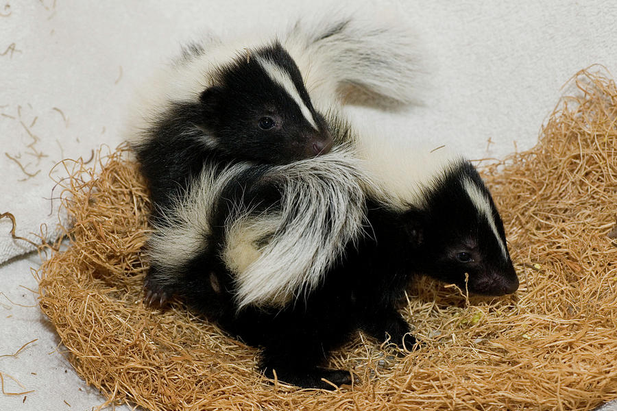 Bosom Buddies Photograph by Michael Barry - Fine Art America