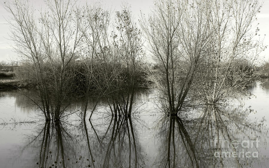 Bosque Reflection Photograph by Susan Warren