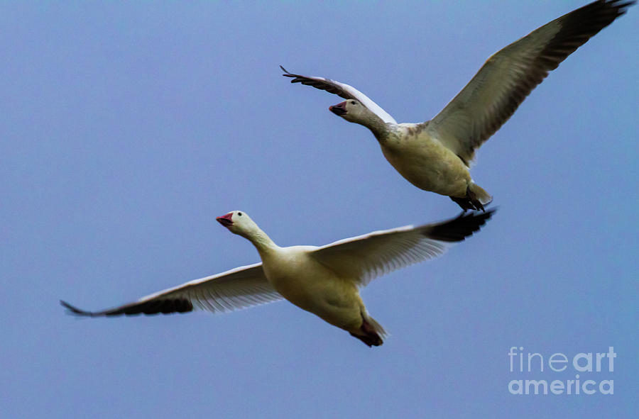 Bosque Two Geese Photograph by Randy Jackson