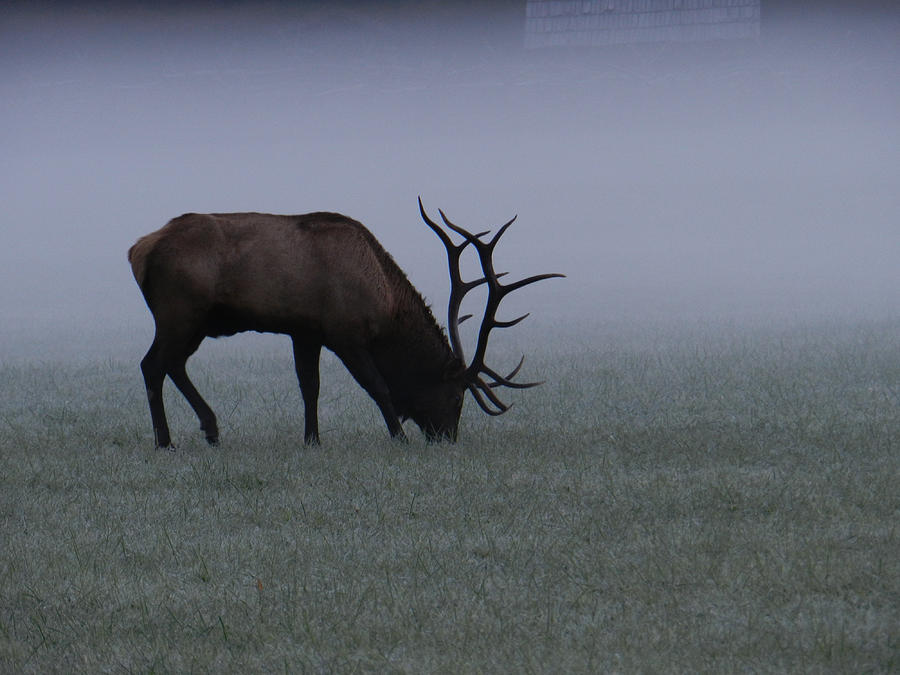 Boss Elk Photograph by Deborah Ferree