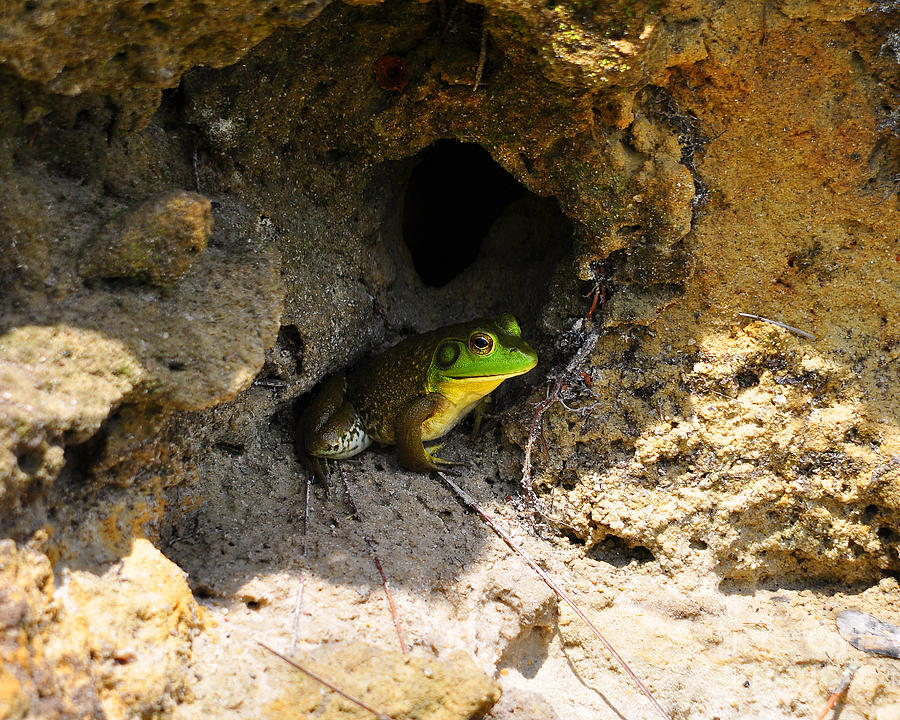Boss Frog Photograph