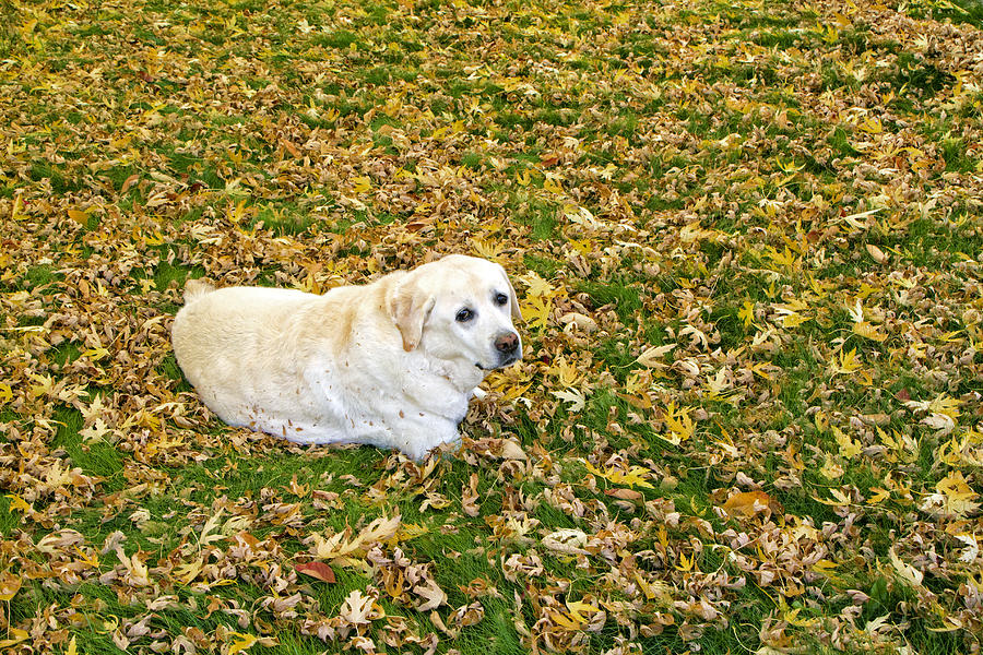 Boss laying in the yellow leaves Photograph by Waterdancer 