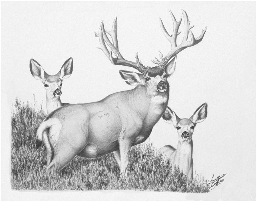 Bostock Buck Drawing by Darcy Tate