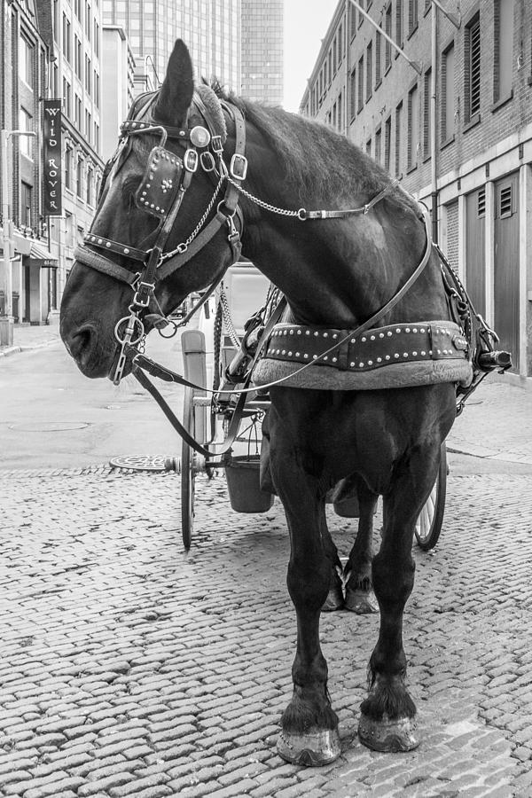 Boston Carriage Horse Photograph by SR Green