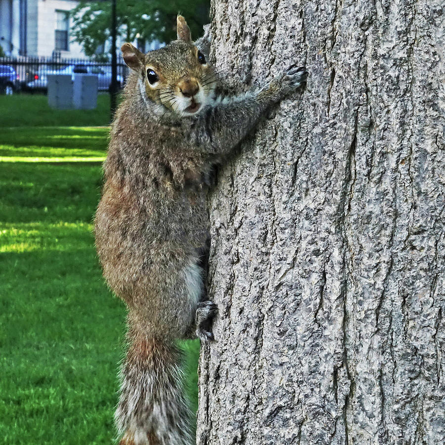 Boston Common Squirrel Hanging from a Tree Boston MA Photograph by Toby McGuire
