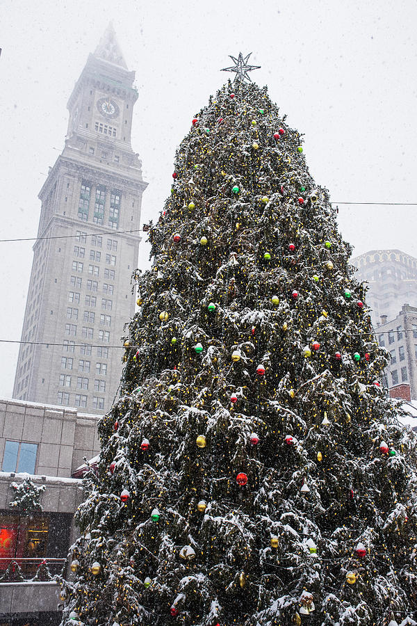 Boston Faneuil Christmas Tree Snow Covered with Custom House Overhead Photograph by Toby McGuire