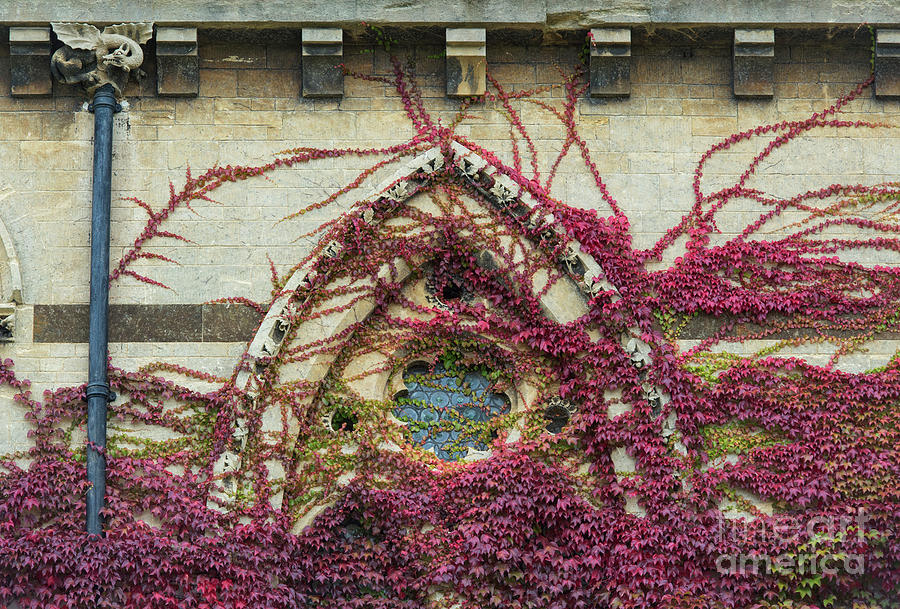 Boston Ivy at Christ Church College Photograph by Tim Gainey