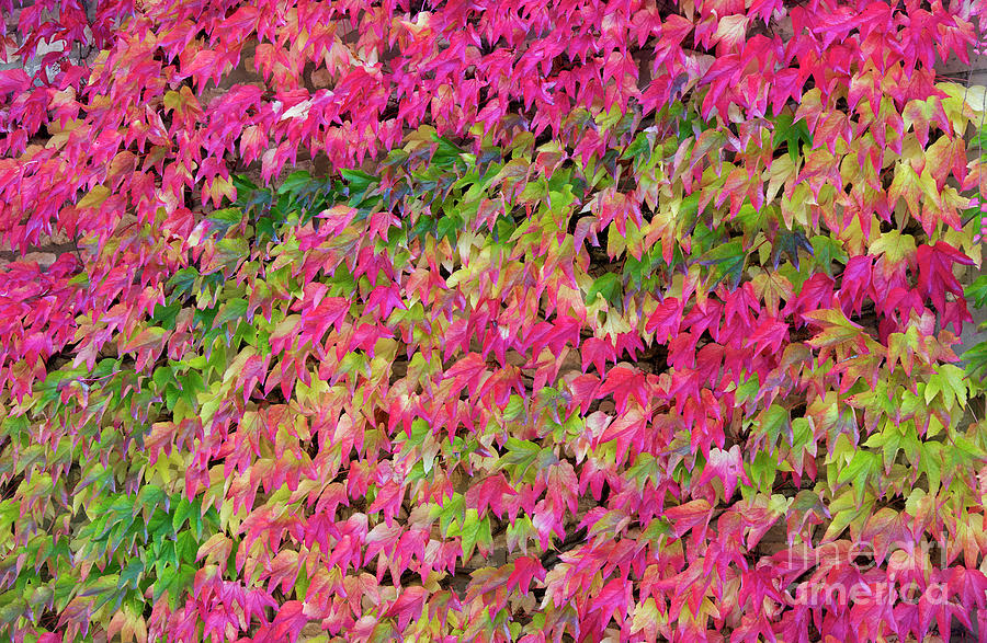 Boston Ivy in Autumn Photograph by Tim Gainey