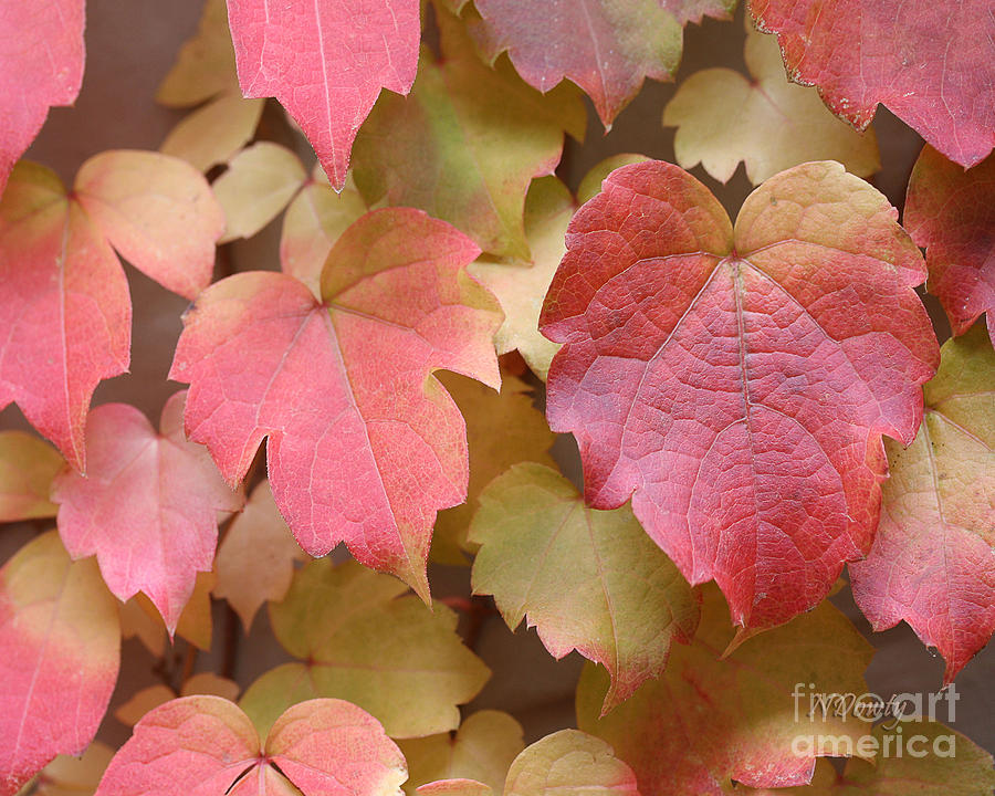 Boston Ivy Turning Photograph by Natalie Dowty