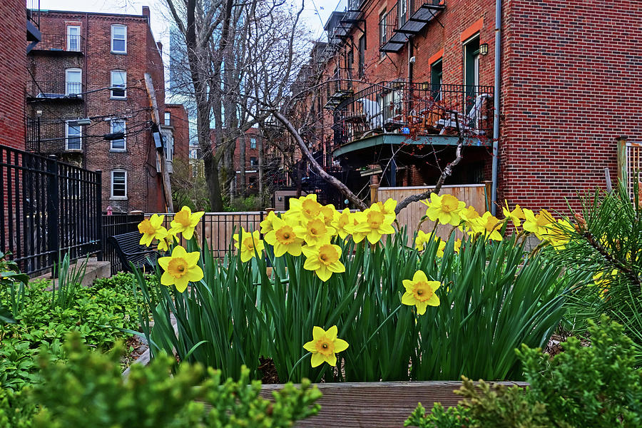 Boston MA South End Daffodils Photograph by Toby McGuire