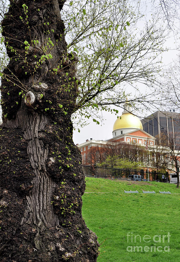 Boston MA State House From Afar by Staci Bigelow Boston MA State House From Afar by Staci Bigelow