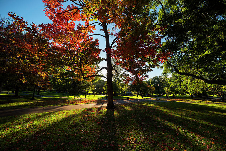 Boston Public Garden Autumn Tree Morning Light Photograph by Toby McGuire