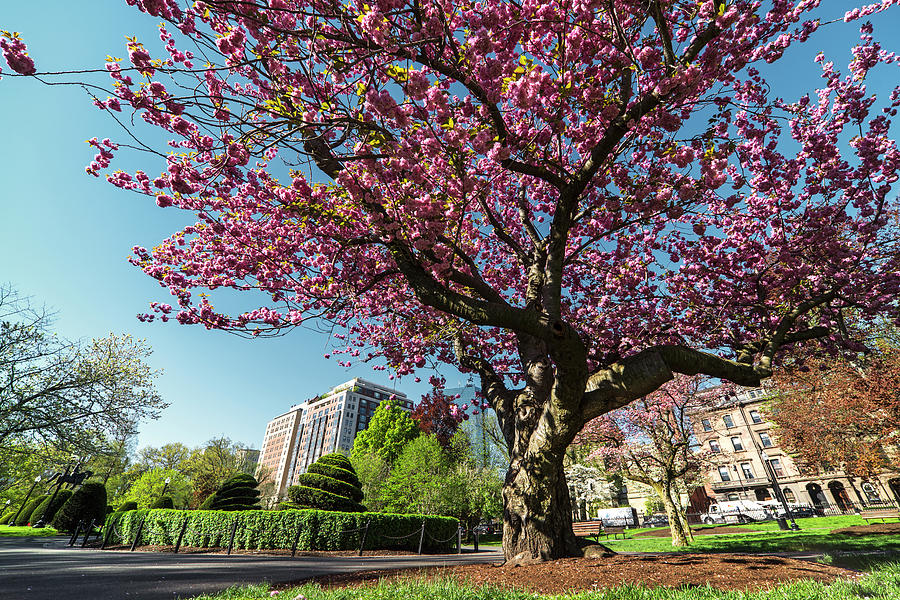 Boston Public Garden Cherry Blossoms Boston MA Photograph by Toby McGuire