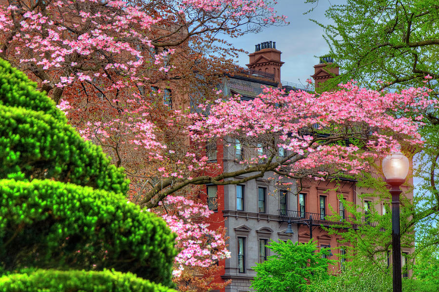 Verejná záhrada boston strom s ružovými kvetmi