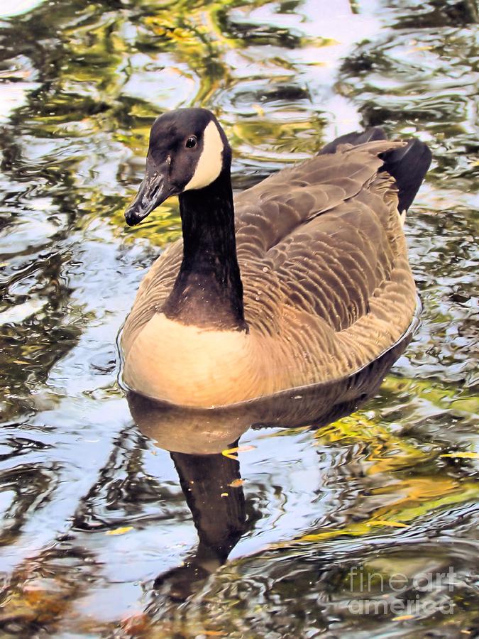 Boston Public Garden Goose Photograph