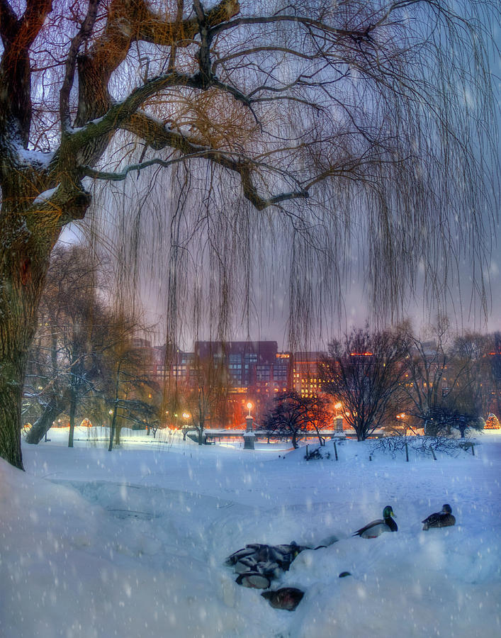Boston Public Garden in Snow Photograph by Joann Vitali