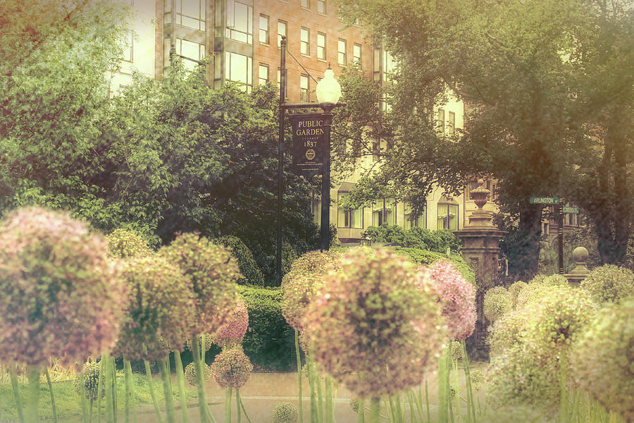 Boston Public Garden in Spring - Alliums Photograph by Joann Vitali