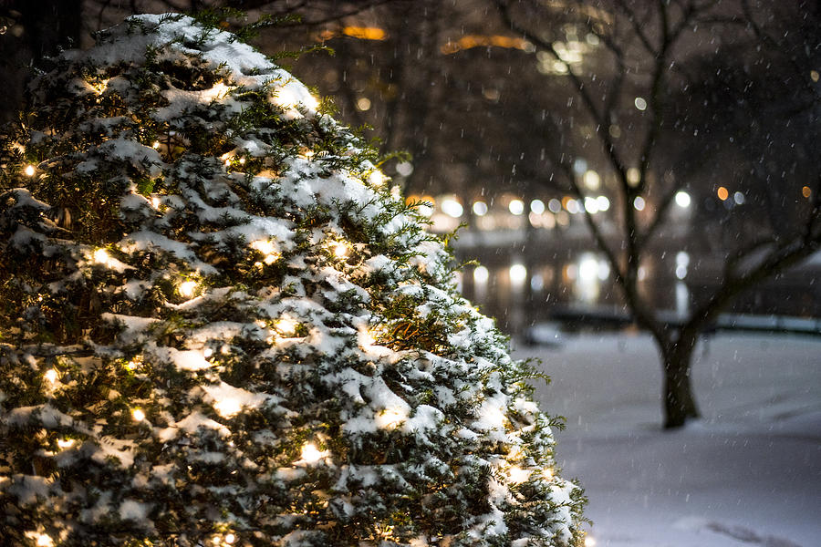 Boston Public Garden Snow Storm MA Massachusetts Christmas Tree