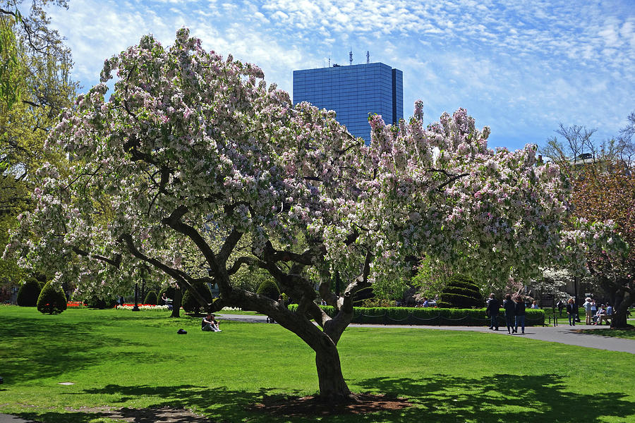 Boston Public Garden Spring Tree Boston MA Photograph by Toby McGuire