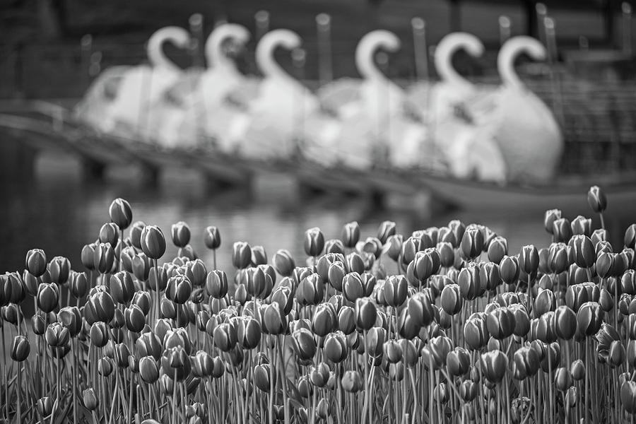 Boston Public Garden Spring Tulips and Swan Boats Black and White Photograph by Toby McGuire