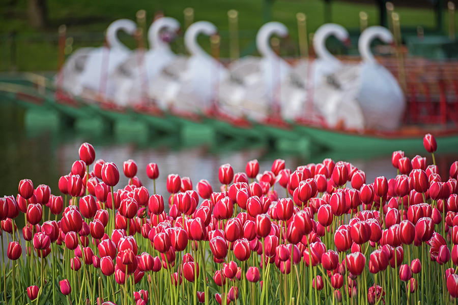 Boston Photograph - Boston Public Garden Spring Tulips and Swan Boats by Toby McGuire