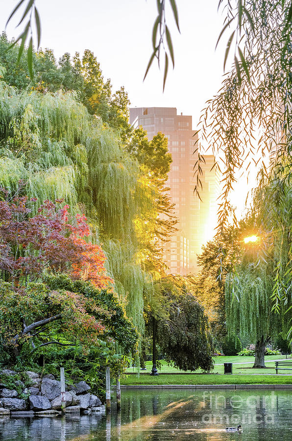 Boston Photograph - Boston Public Garden Sunrise by Mike Ste Marie
