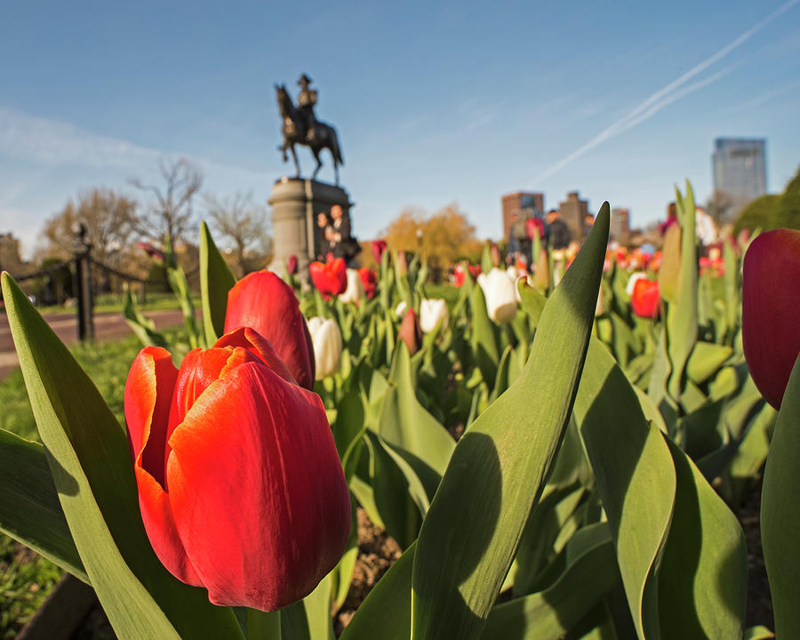 Boston Photograph - Boston Public Garden Tulips and George Washington Statue 2 by Toby McGuire