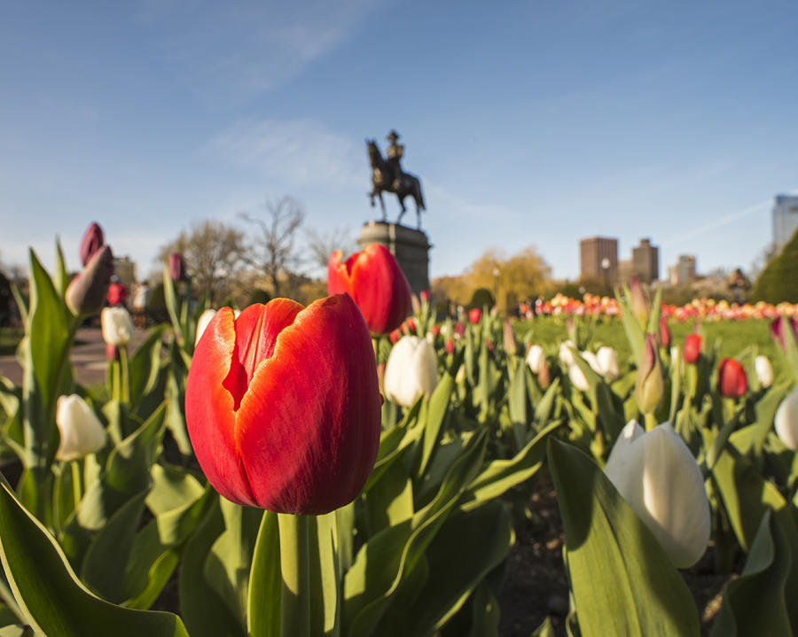 Boston Public Garden Tulips and George Washington Statue Photograph by Toby McGuire