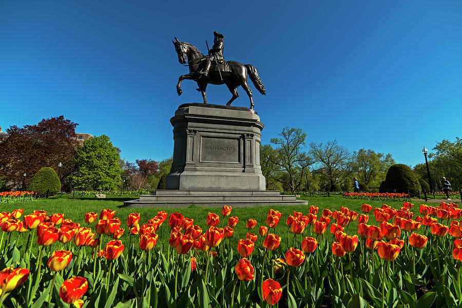 Boston Public Garden Tulips Boston MA Photograph by Toby McGuire