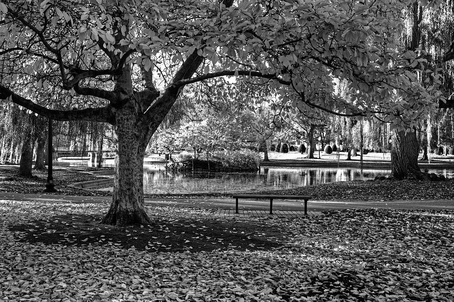 Boston Public Garden Yellow Autumn Tree Boston MA Black and White Photograph by Toby McGuire