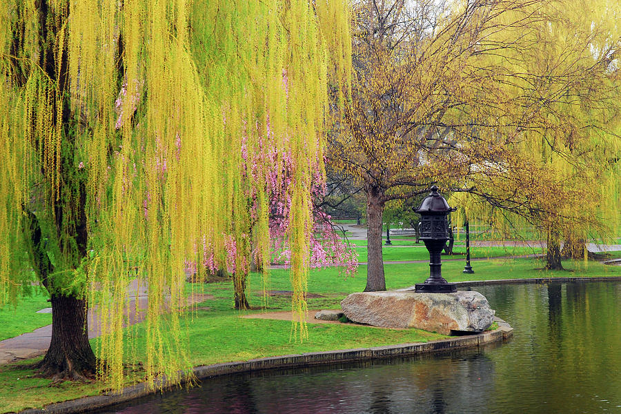 Boston Publik Garden Spring Photograph by James Kirkikis
