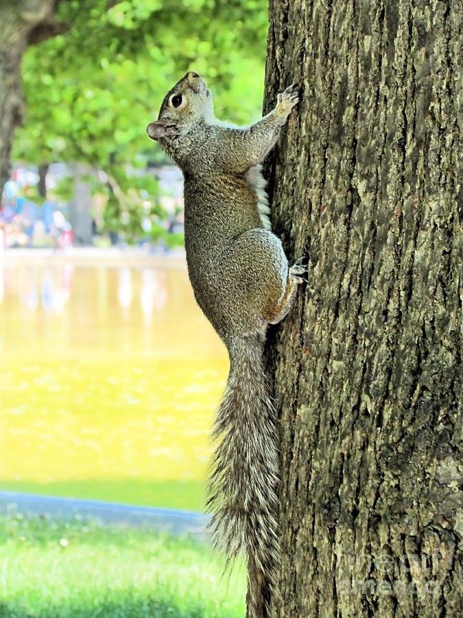 Boston Squirrel Photograph by Elizabeth Dow