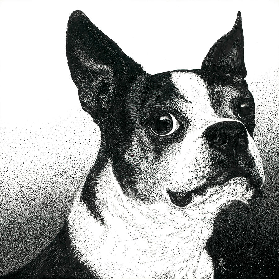 Dog Drawing - Boston Style by Ann Ranlett