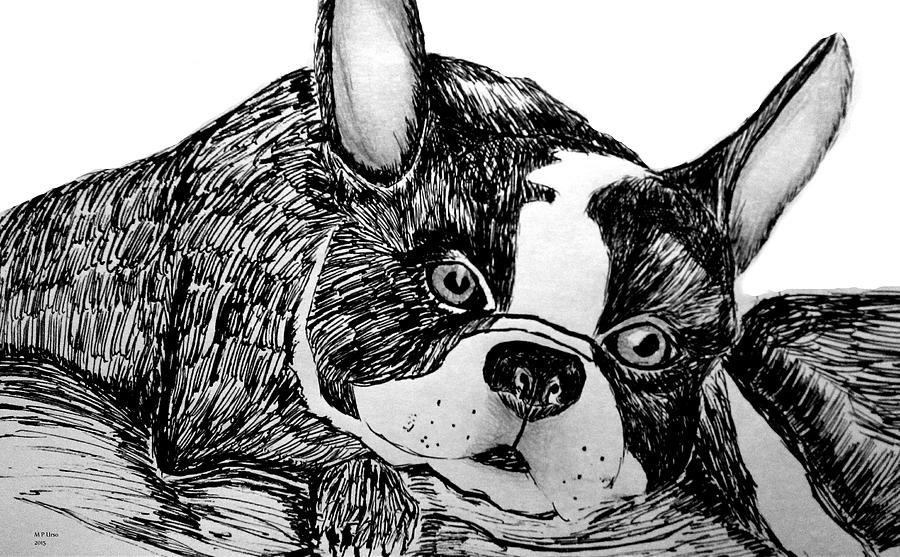 Boston Terrier 15-01A Drawing by Maria Urso