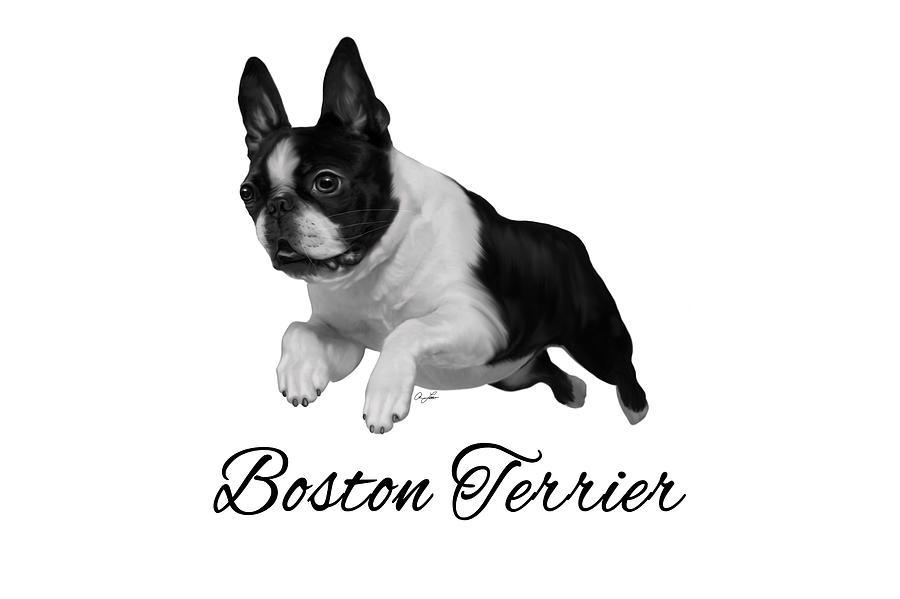 Boston Terrier by Ann Lauwers Boston Terrier by Ann Lauwers