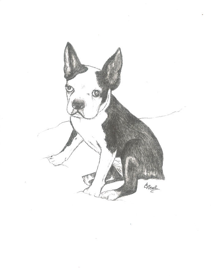 Boston Terrier Drawing by Carol Neal