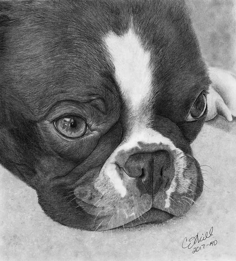 Boston Terrier Drawing by Carol O'Neill Fine Art America