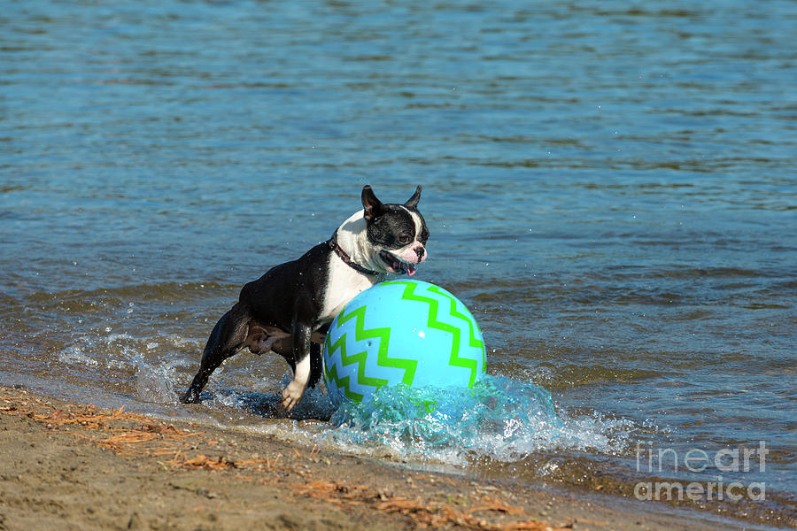 Boston Terrier Chasing A Ball Photograph by Les Palenik