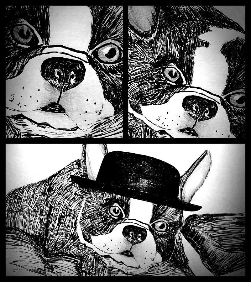 Boston Terrier Collage Drawing by Maria Urso
