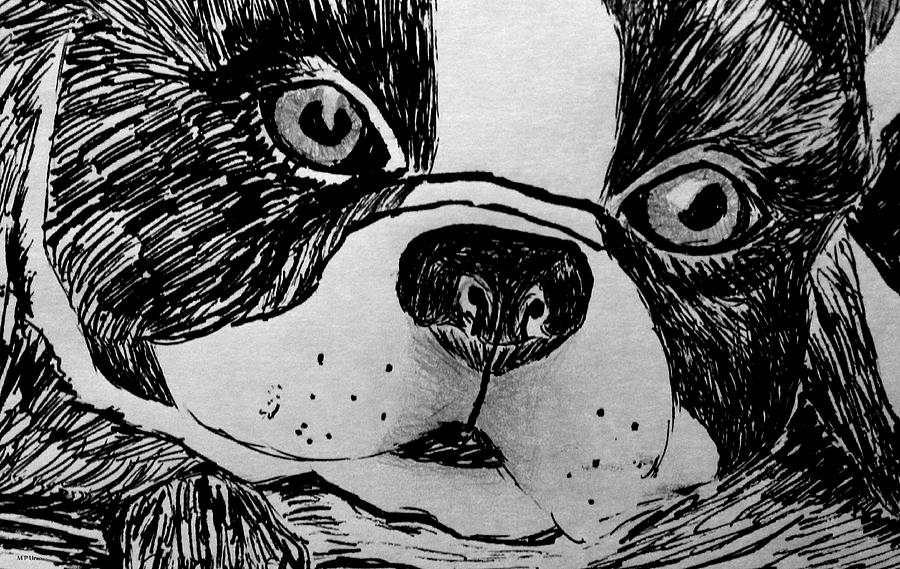 Boston Terrier Photograph - Boston Terrier Drawing 15-01 by Maria Urso