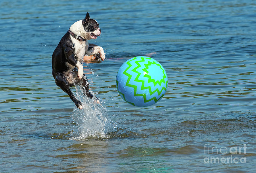 how high can boston terriers jump? 2