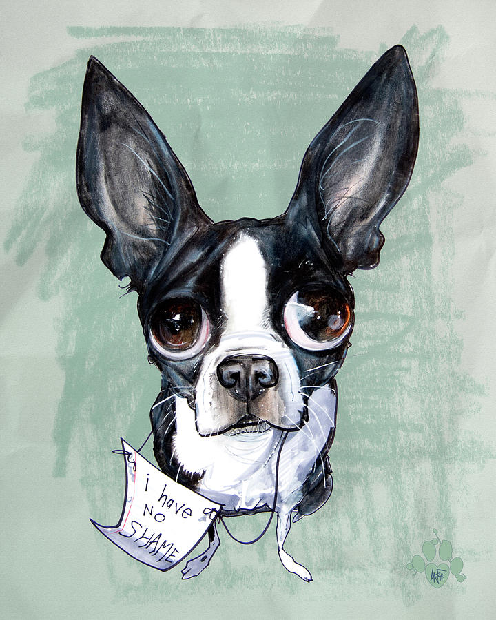 Boston Terrier - I Have No Shame Drawing by John LaFree