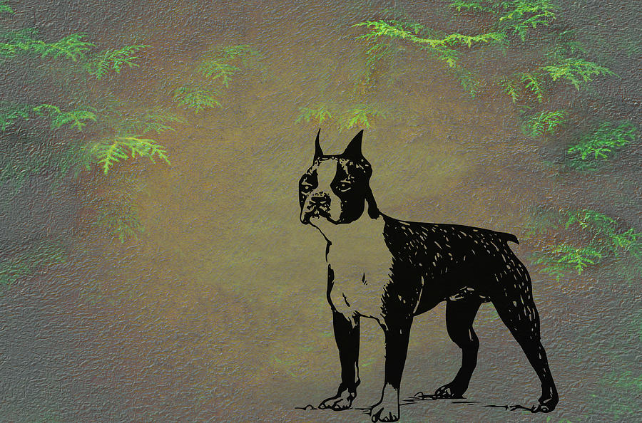 Boston Terrier  Mixed Media by Movie Poster Prints