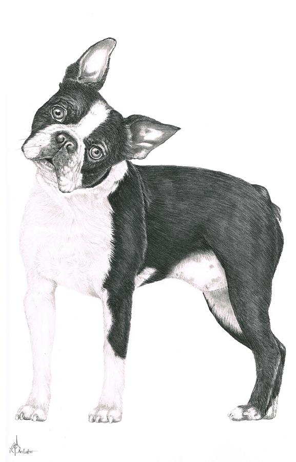 Boston Terrier Drawing by Murphy Elliott Pixels