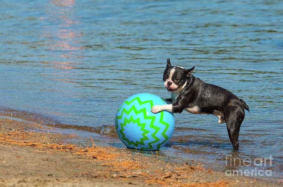 Boston terrier on a beach ball Photograph by Les Palenik