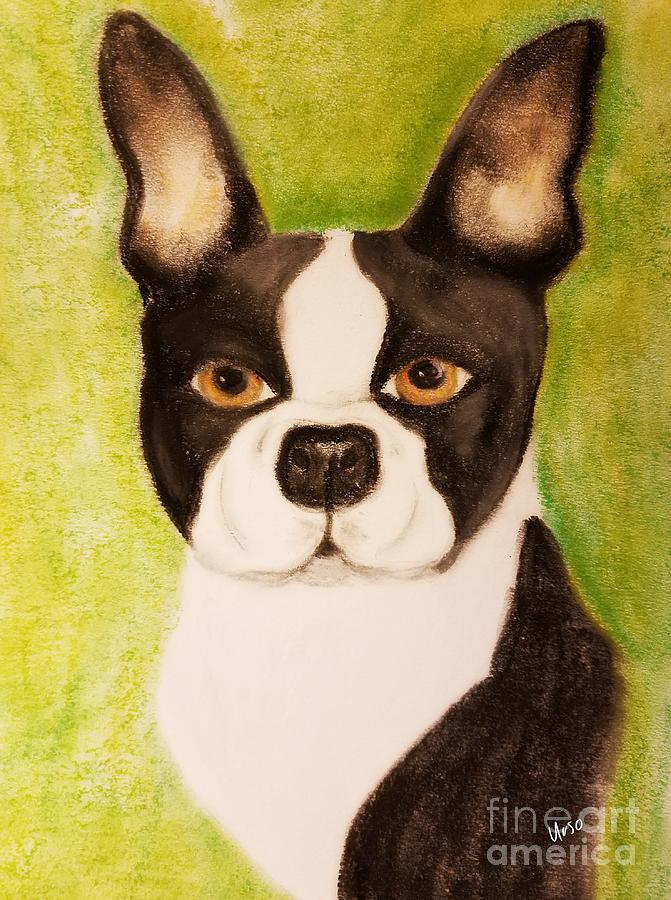 Boston Terrier -  Pastels Pastel by Maria Urso