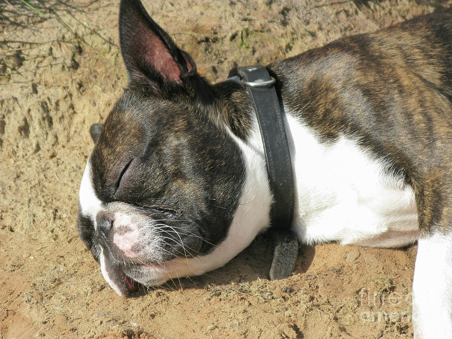Boston Terrier lying Photograph by Patricia Hofmeester